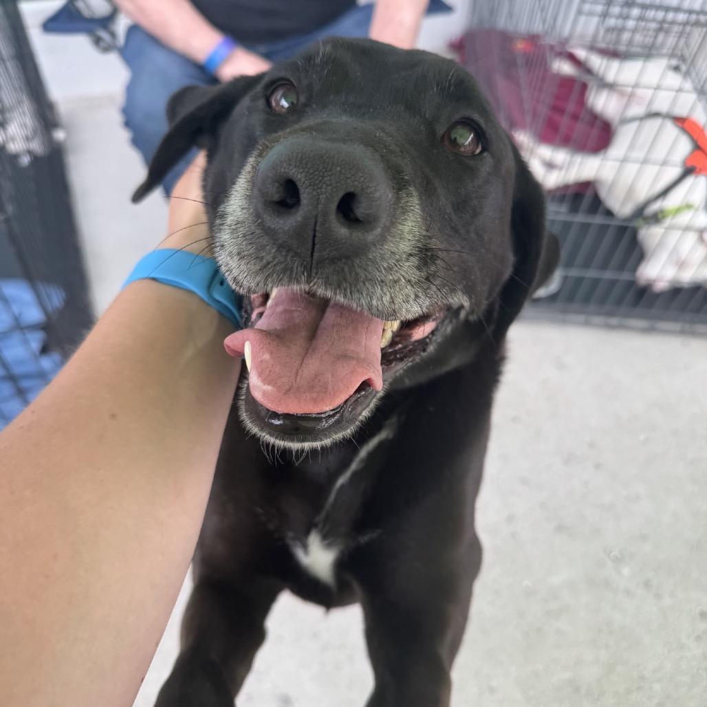 Enlarge Nic Nic, a Adoptable mixed breed in Brownsboro, AL image 2/6