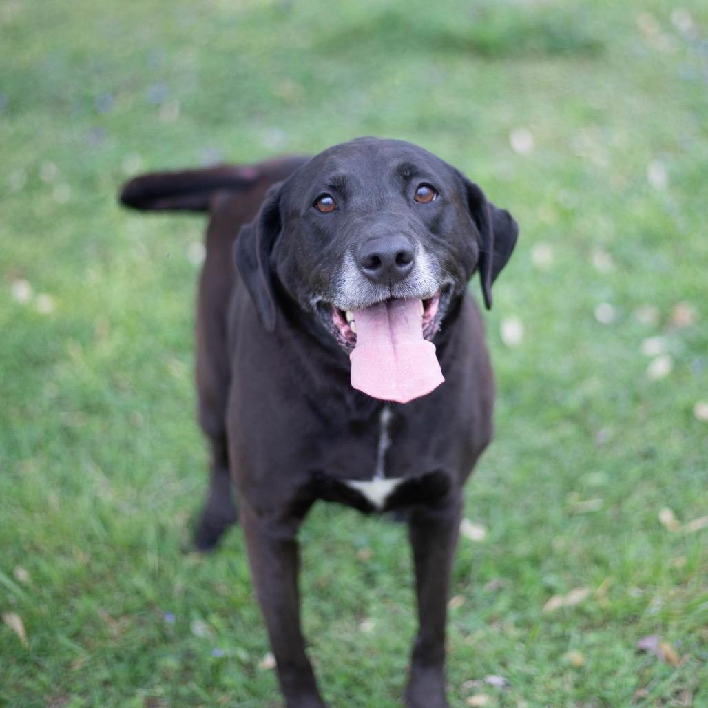 Enlarge Nic Nic, a Adoptable mixed breed in Brownsboro, AL image 4/6