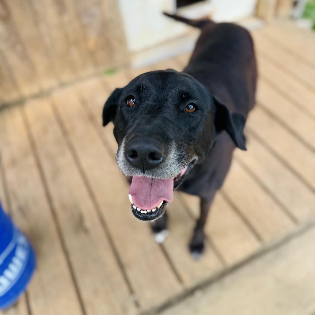 Enlarge Nic Nic, a Adoptable mixed breed in Brownsboro, AL image 5/6