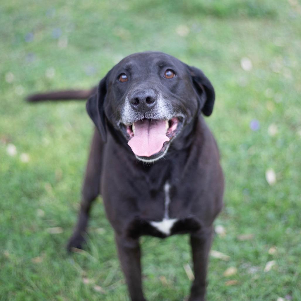 Enlarge Nic Nic, a Adoptable mixed breed in Brownsboro, AL image 6/6