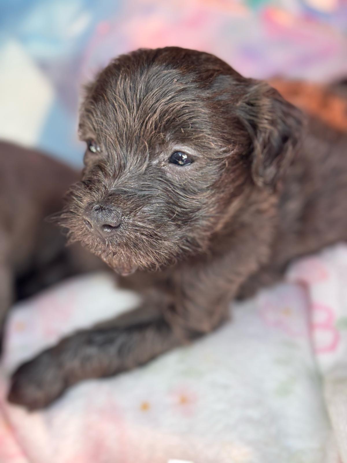 Onyx, adoptable, Puppy Male Shih Tzu & Chihuahua.