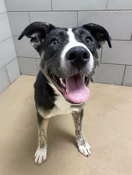 Enlarge Spelunker, a ADOPTABLE Mixed Breed in Nashville, TN image 2/2