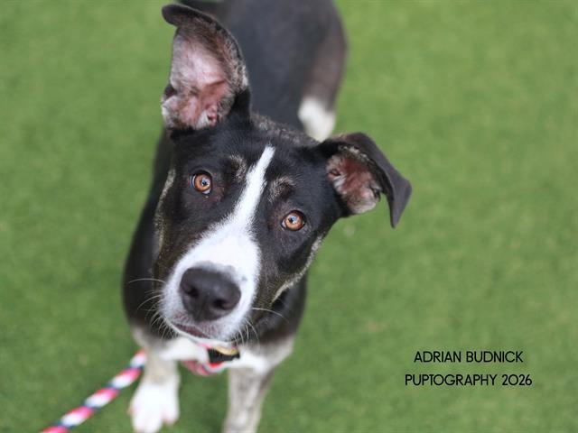 Spelunker, ADOPTABLE, Young Female Mixed Breed.