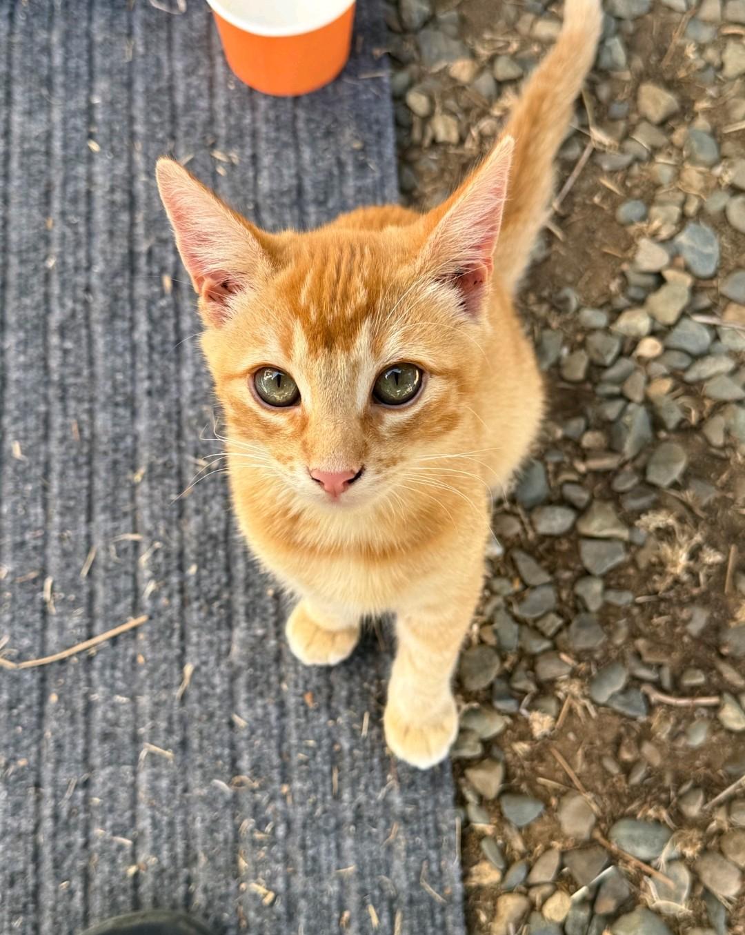 Joey photo