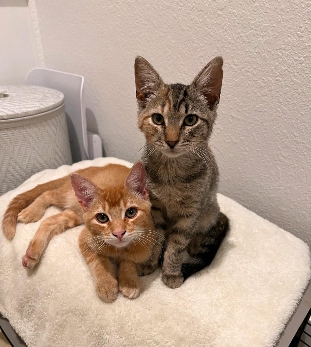 Enlarge Joey, a Adoptable Domestic Medium Hair in Reno, NV image 3/5