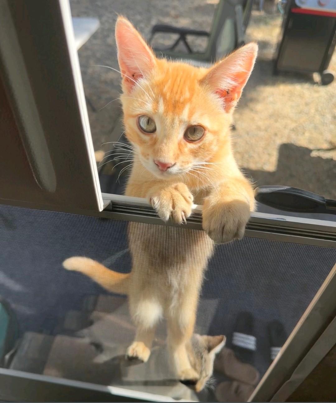 Enlarge Joey, a Adoptable Domestic Medium Hair in Reno, NV image 2/5