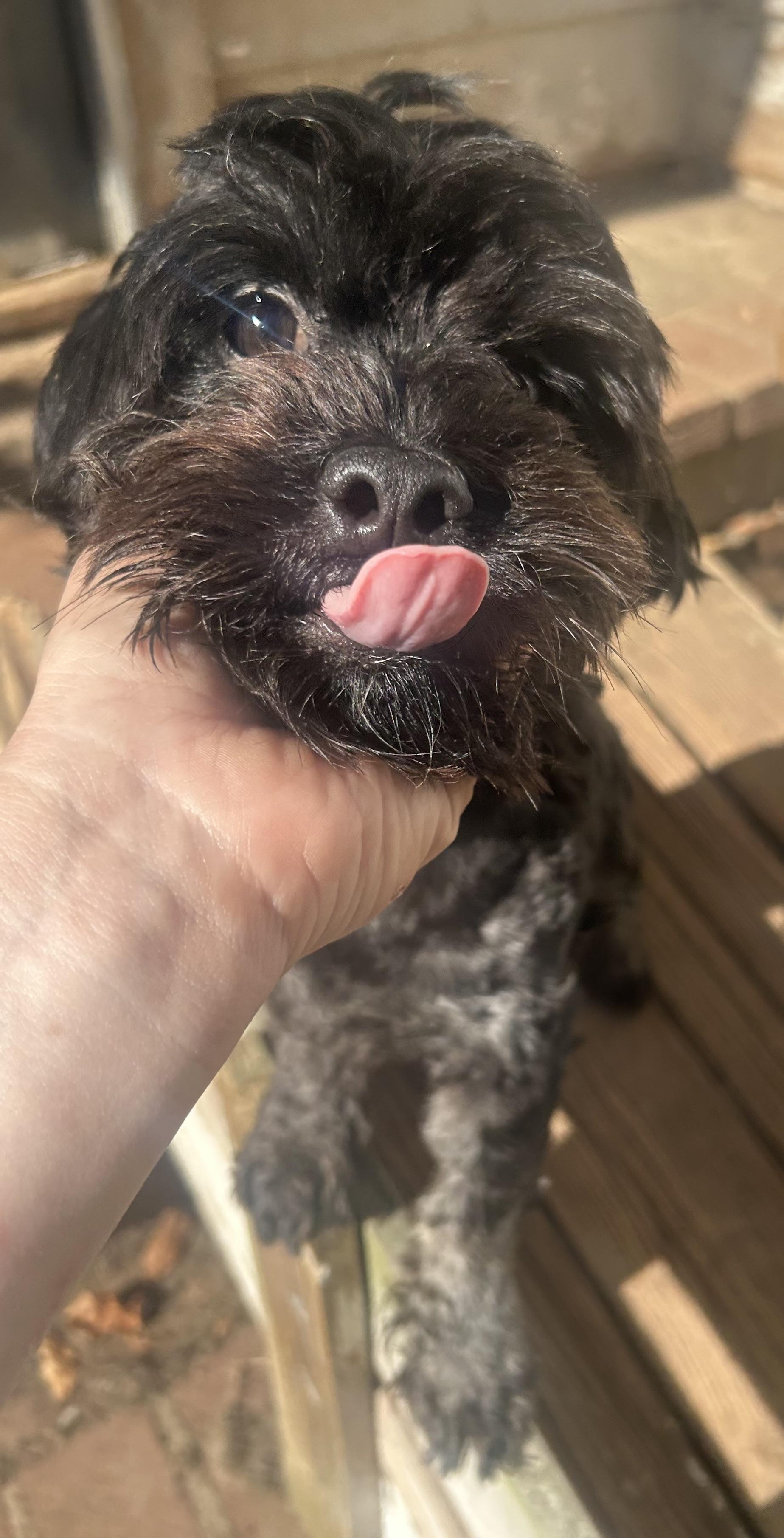 Oliver, Adoptable, Young Male Cavapoo & Havanese.