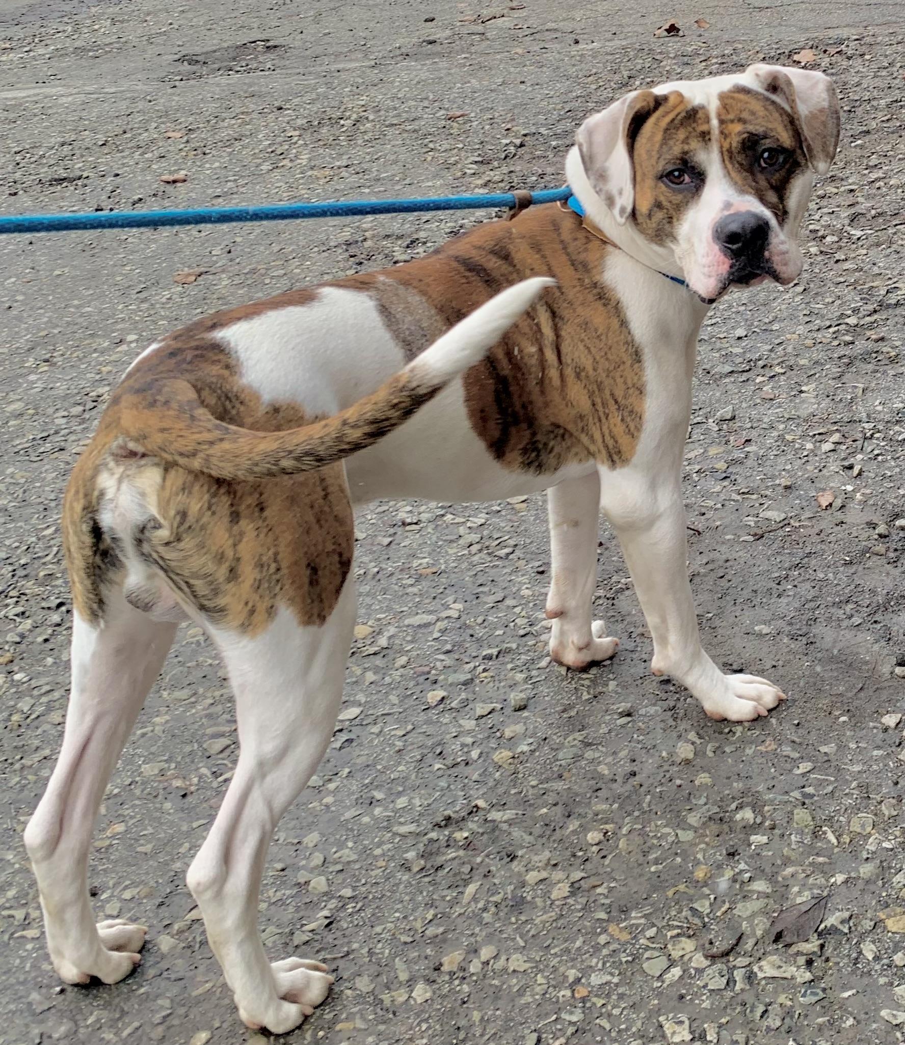 Boomer, a ADOPTABLE American Bulldog in McKeesport, PA image 6/6