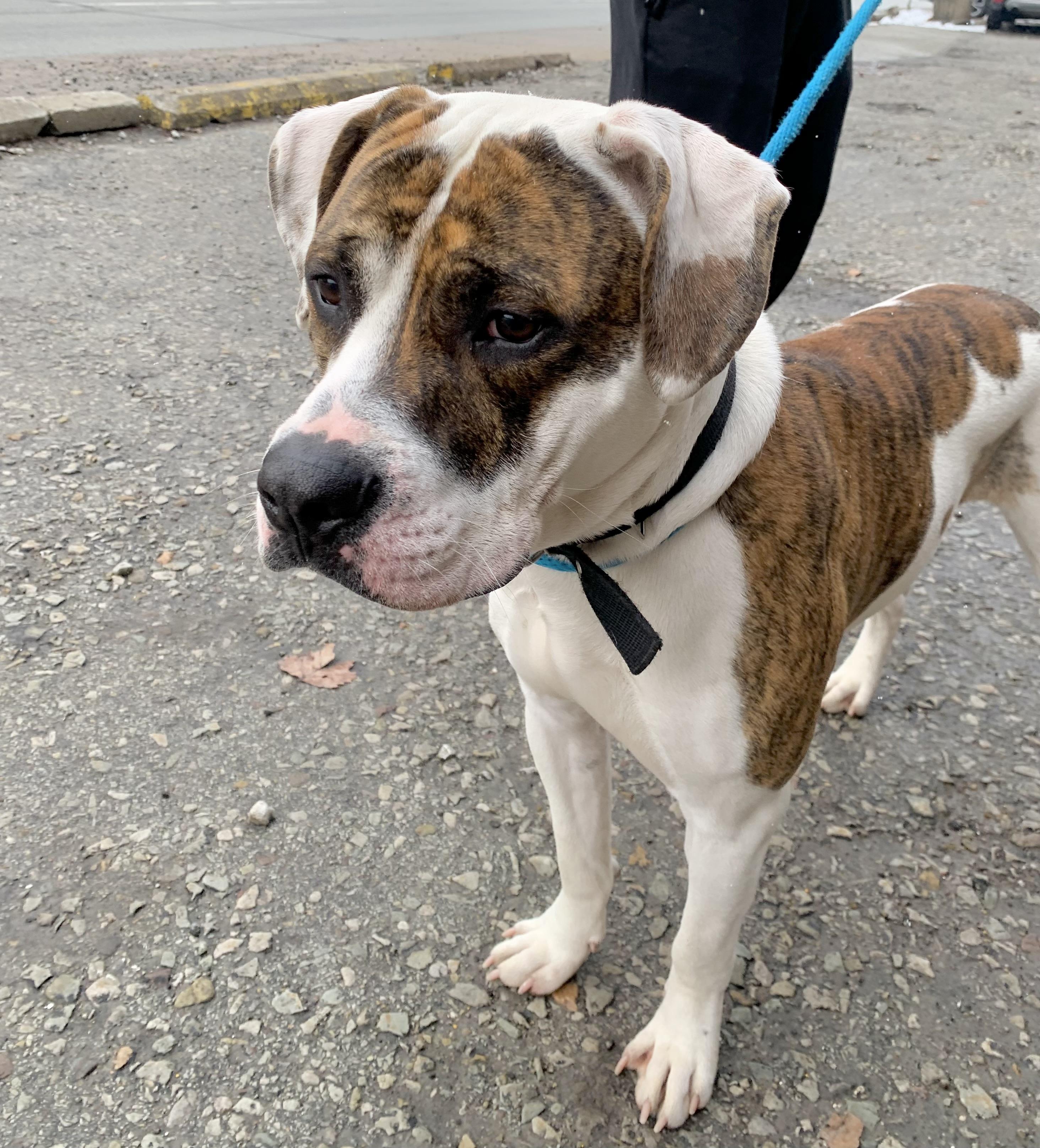 Boomer, a ADOPTABLE American Bulldog in McKeesport, PA image 2/6