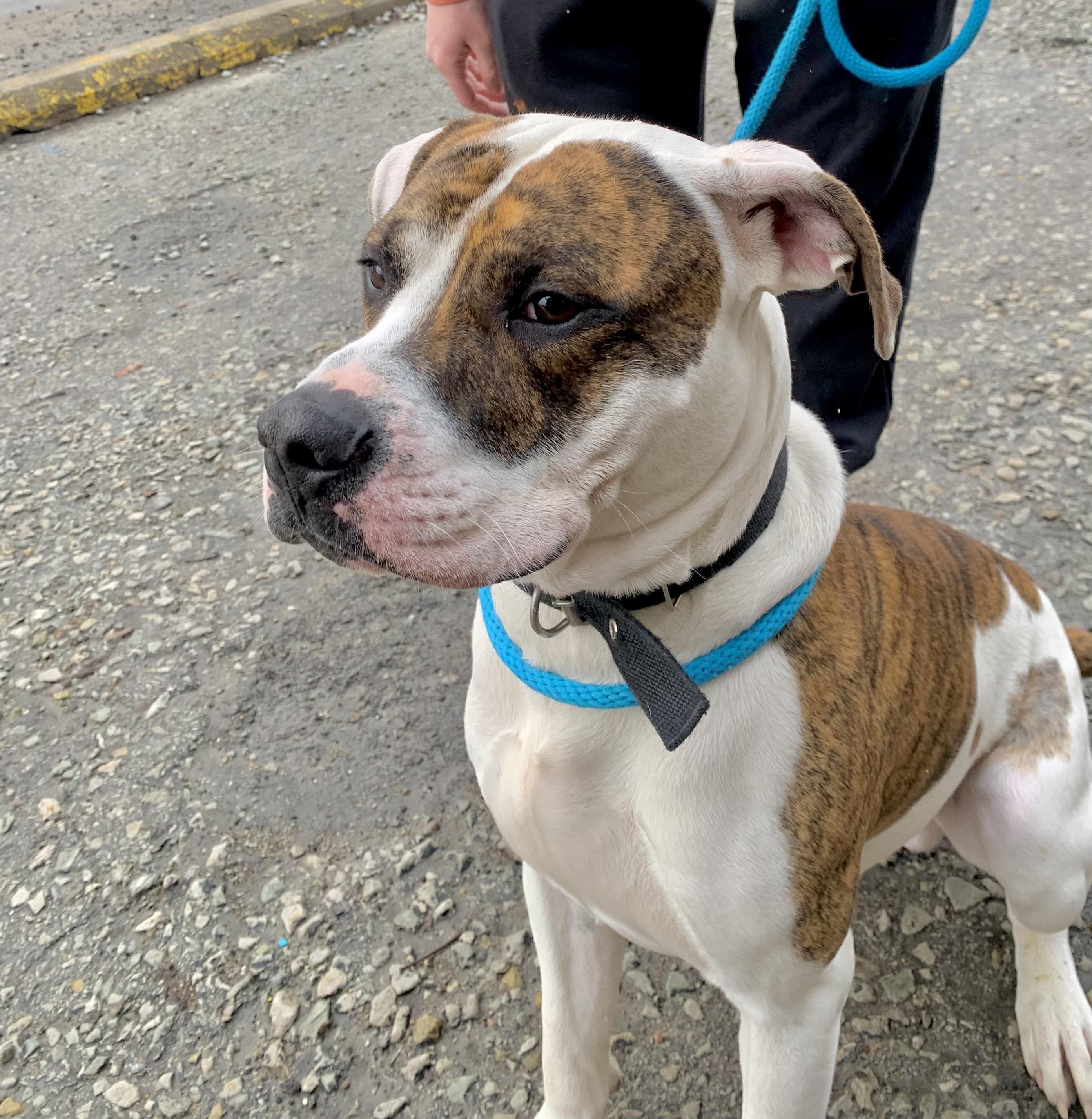 Boomer, a ADOPTABLE American Bulldog in McKeesport, PA image 1/6