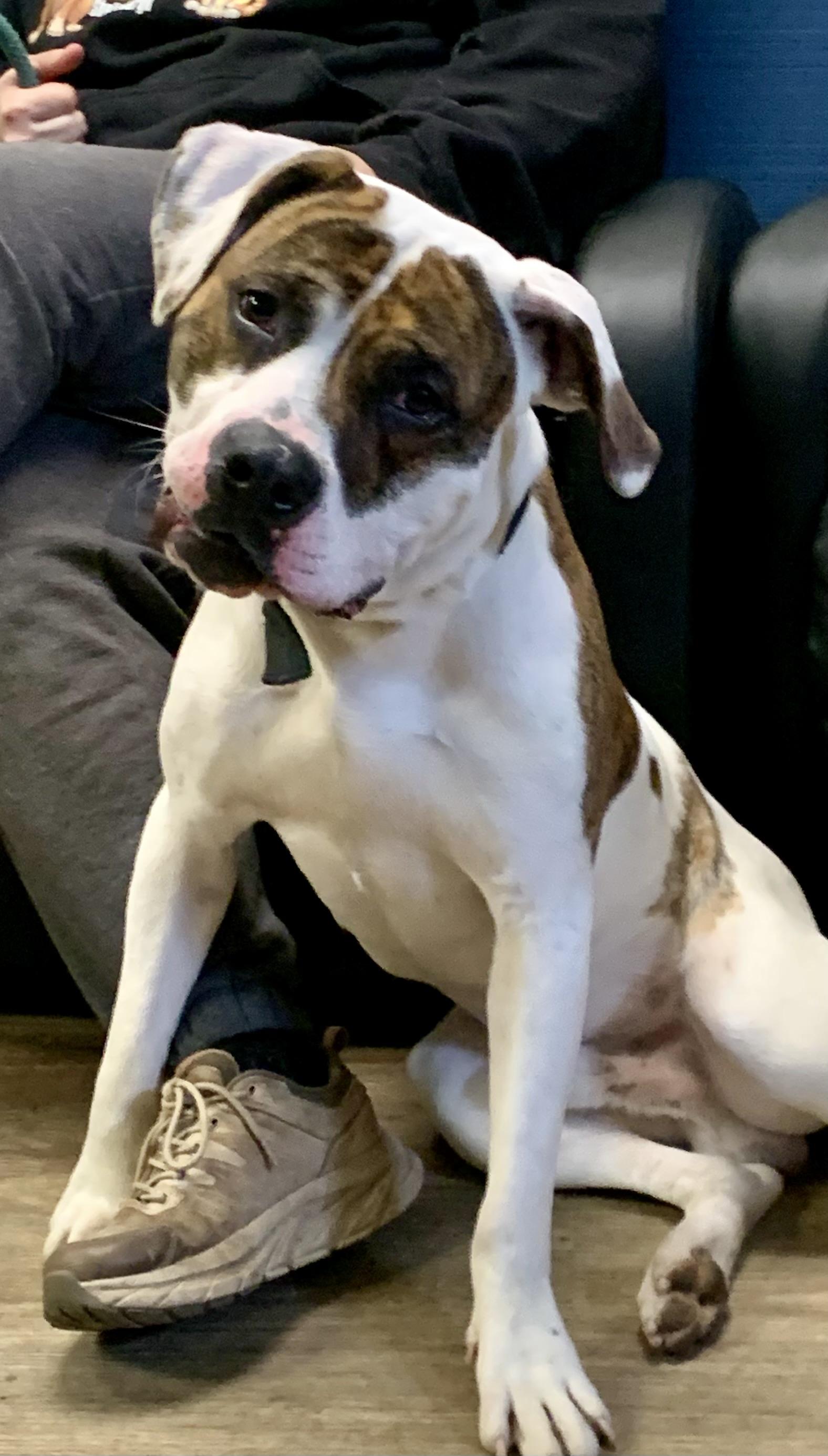 Enlarge Boomer, a ADOPTABLE American Bulldog in McKeesport, PA image 6/6