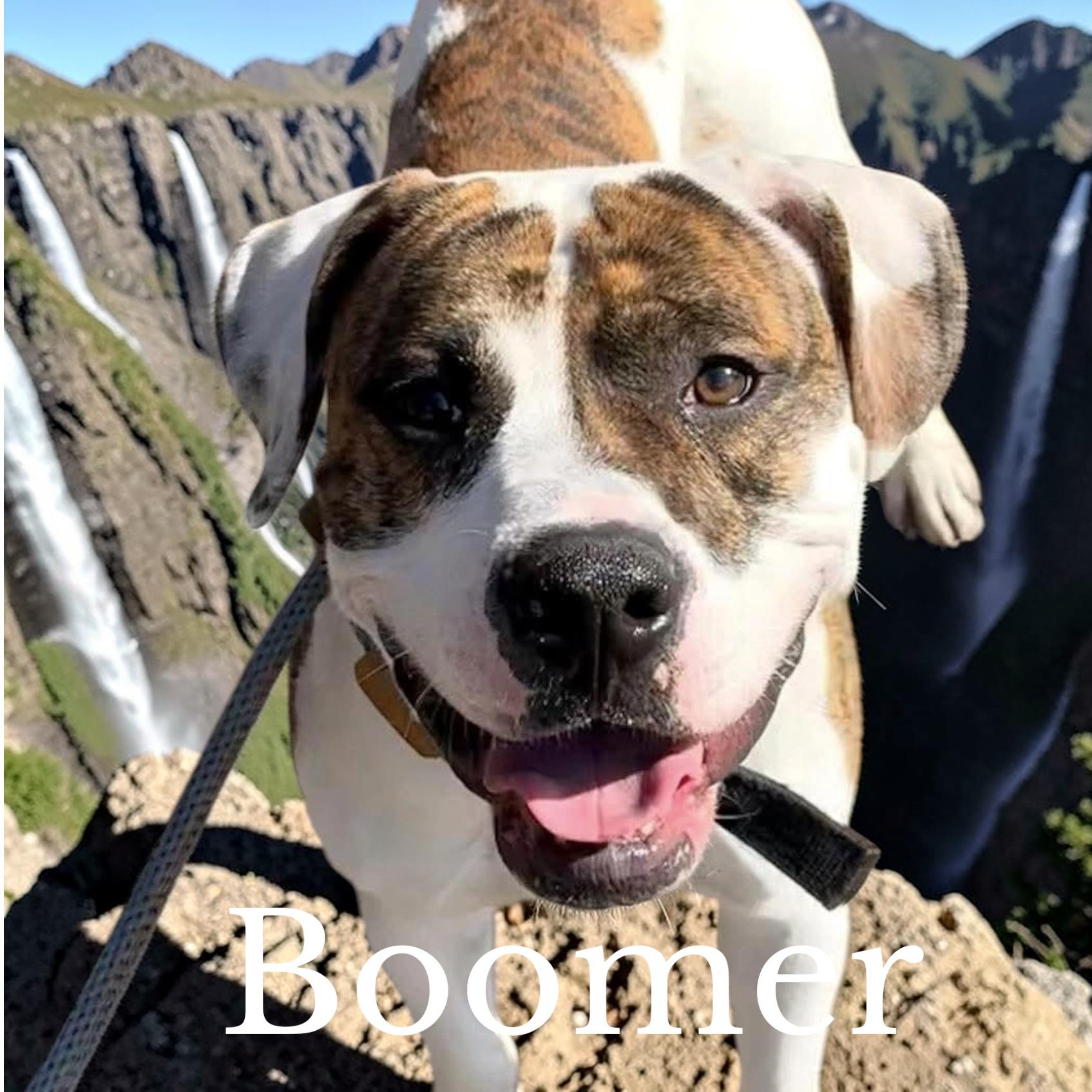 Boomer, ADOPTABLE, Young Male American Bulldog.