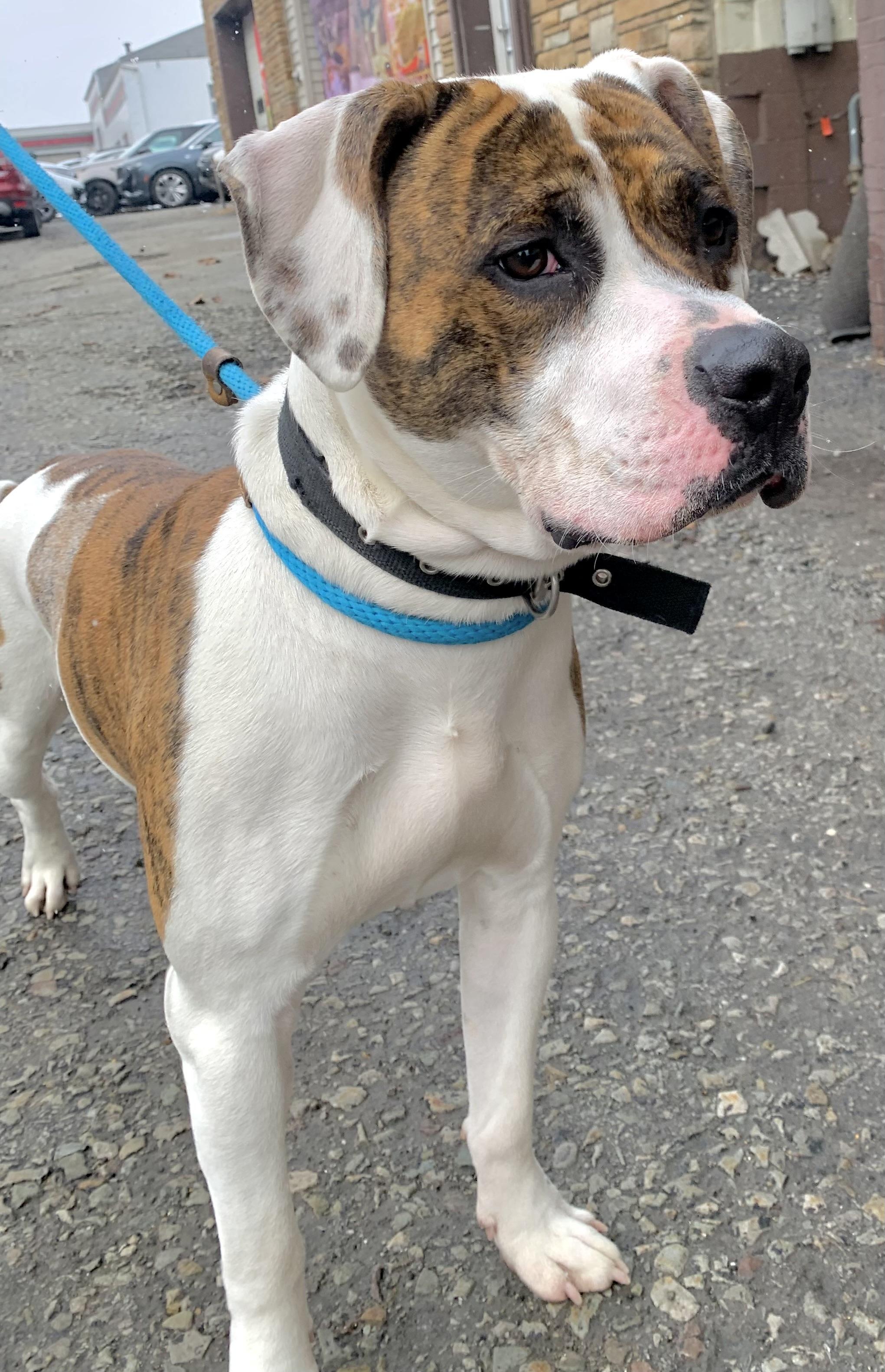 Boomer — thumbnail 4