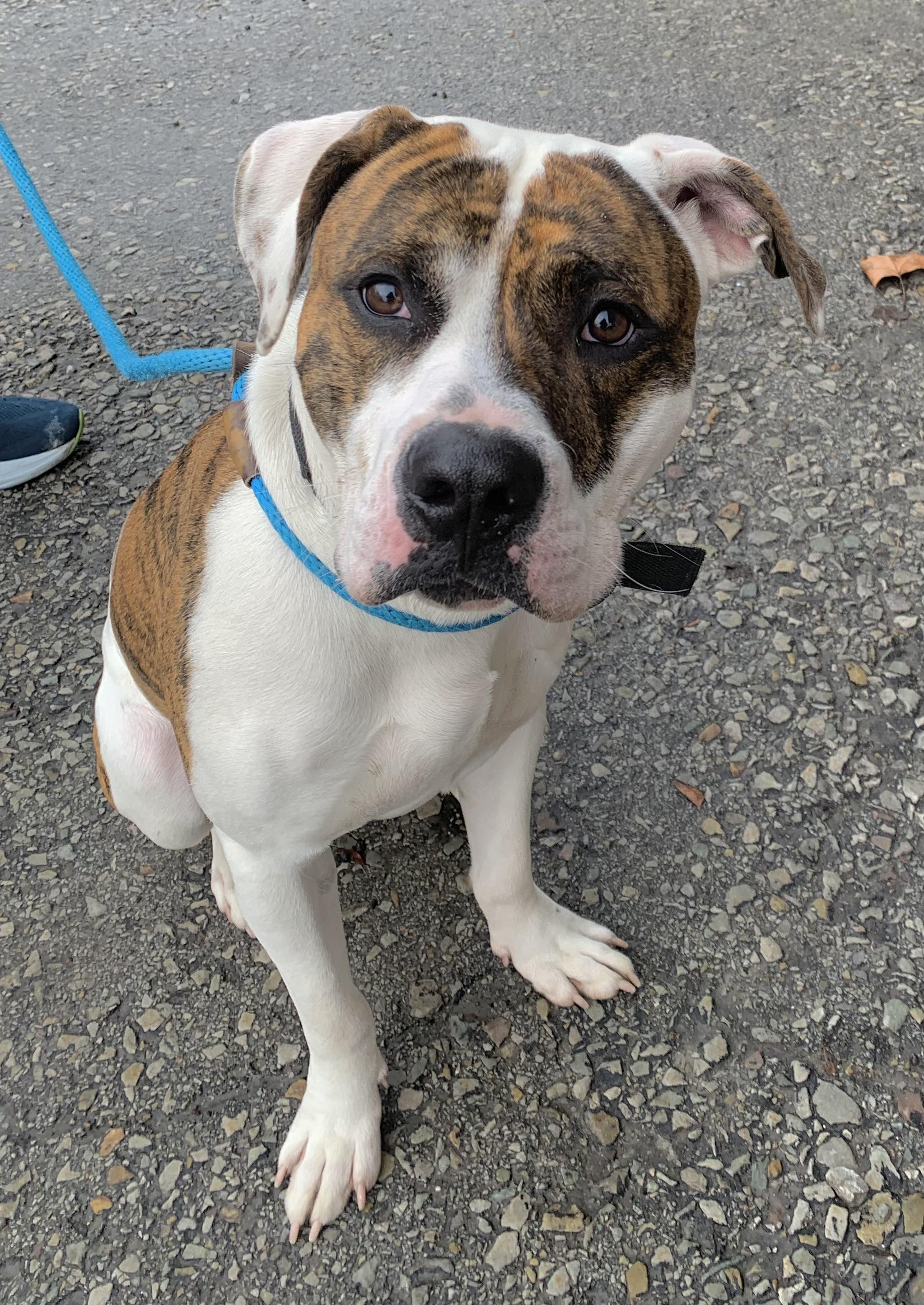 Boomer, a ADOPTABLE American Bulldog in McKeesport, PA image 5/6
