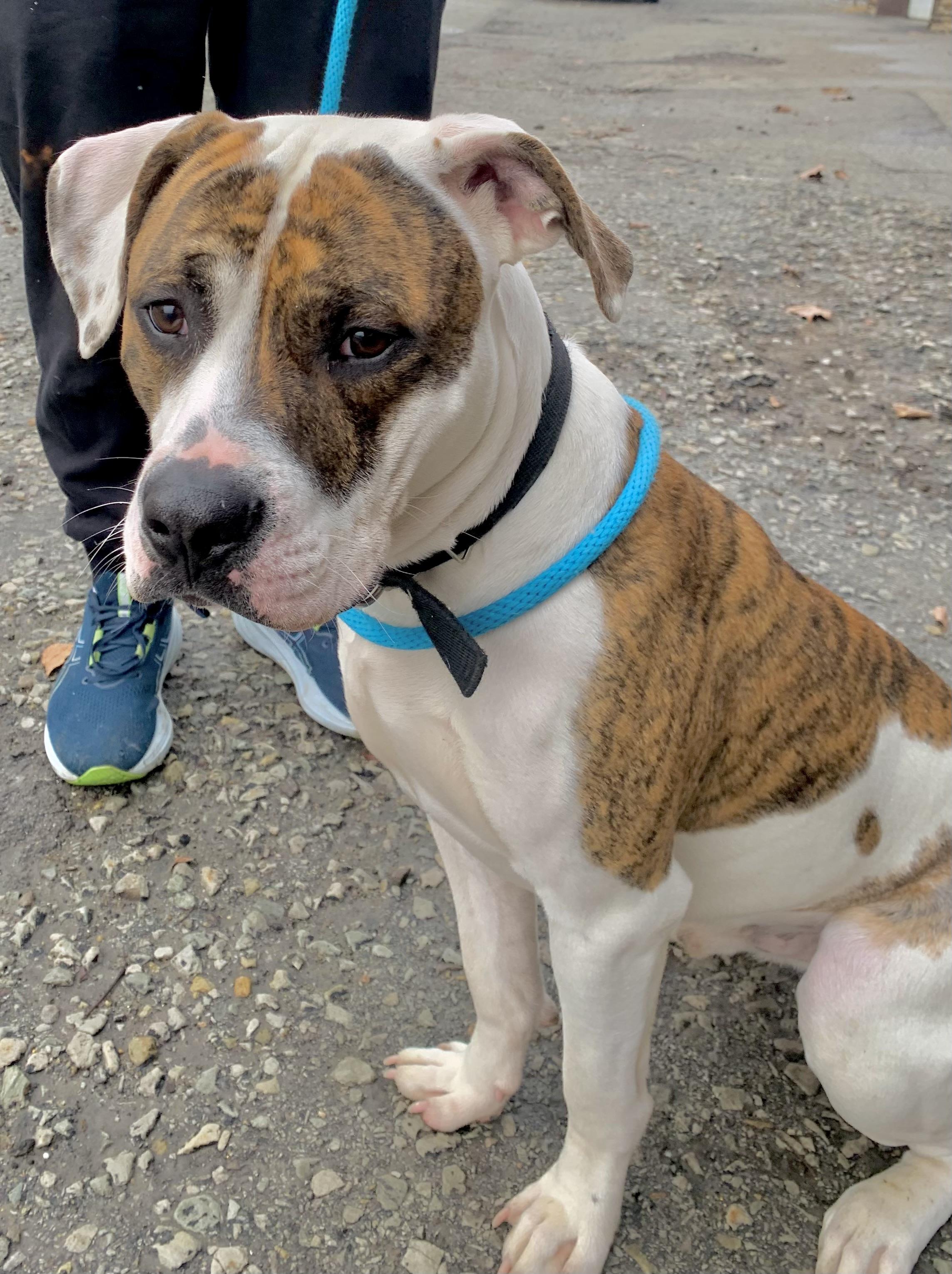 Boomer, a ADOPTABLE American Bulldog in McKeesport, PA image 4/6