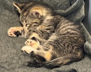 Roses — thumbnail 2