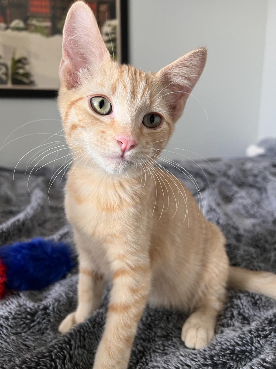 Enlarge Freddy, a Adopted Domestic Short Hair in Las Vegas, NV image 2/3
