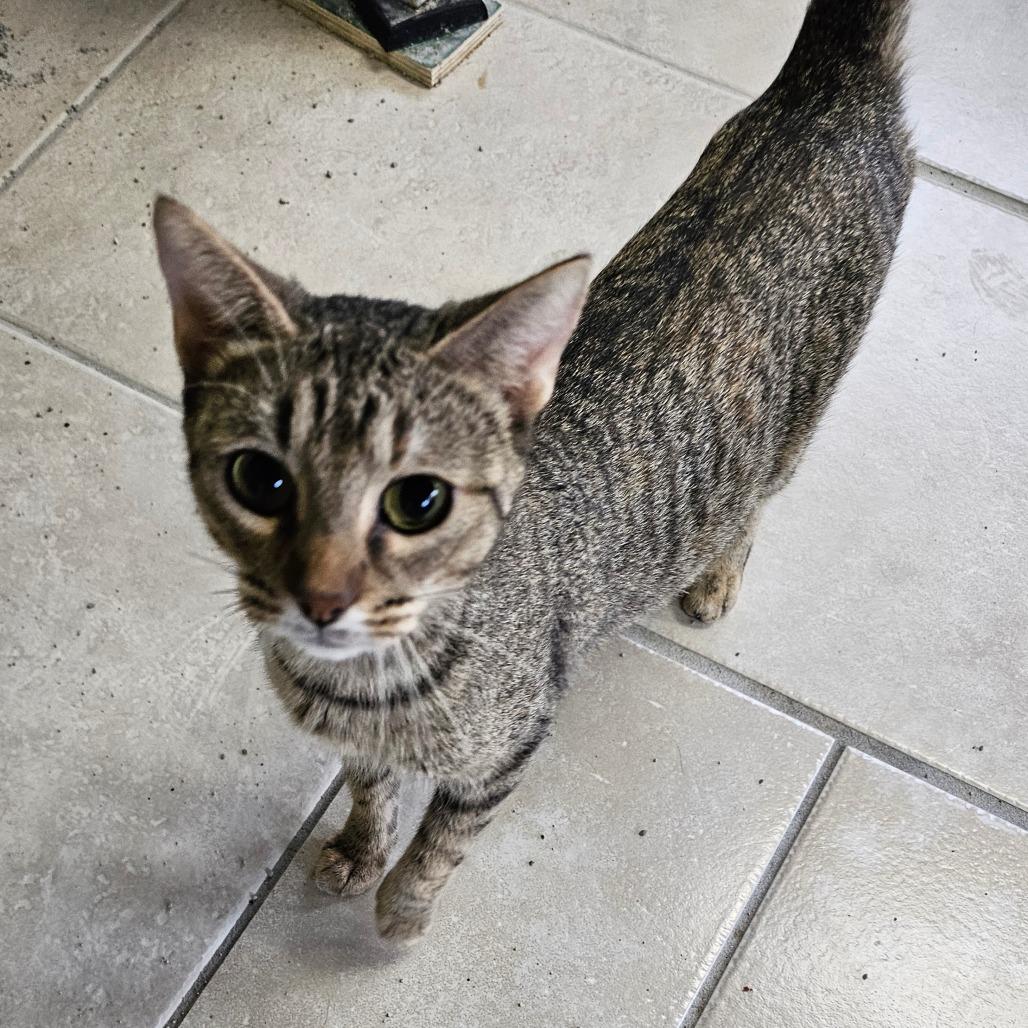 Momma Clawz, Adoptable, Adult Female Domestic Short Hair.