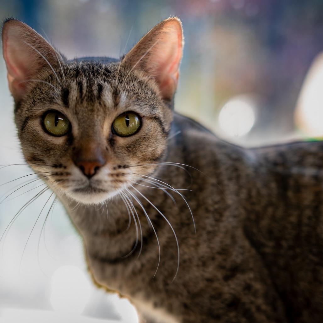 Enlarge Momma Clawz, a Adoptable Domestic Short Hair in Eureka Springs, AR image 2/3
