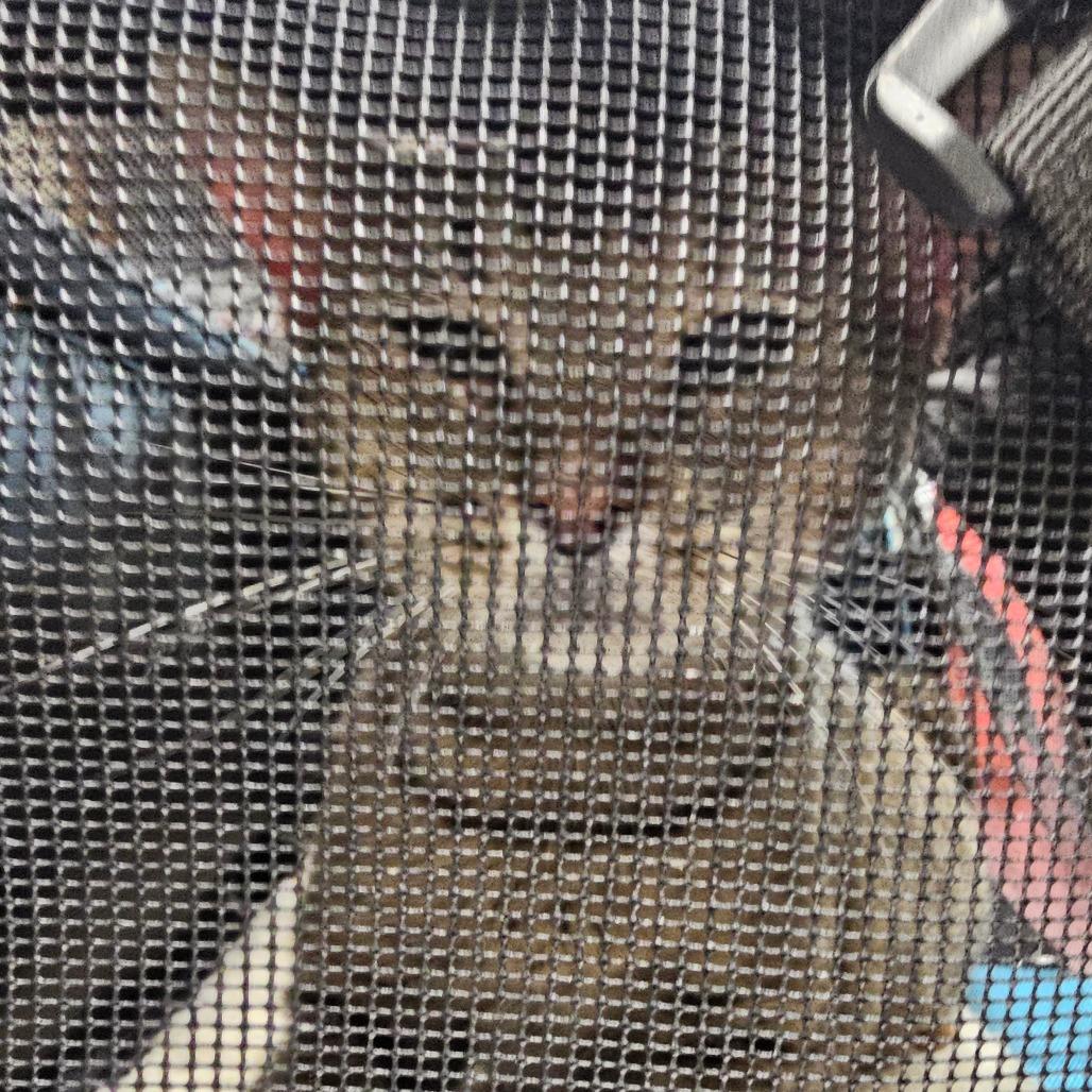 Enlarge Momma Clawz, a Adoptable Domestic Short Hair in Eureka Springs, AR image 3/3