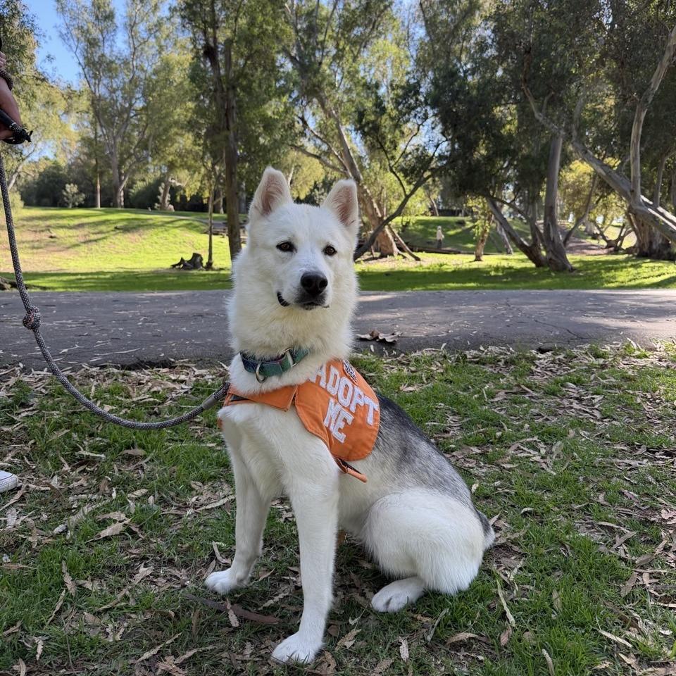 Enlarge Hickey, a Adoptable Husky in Westminster, CA image 1/6