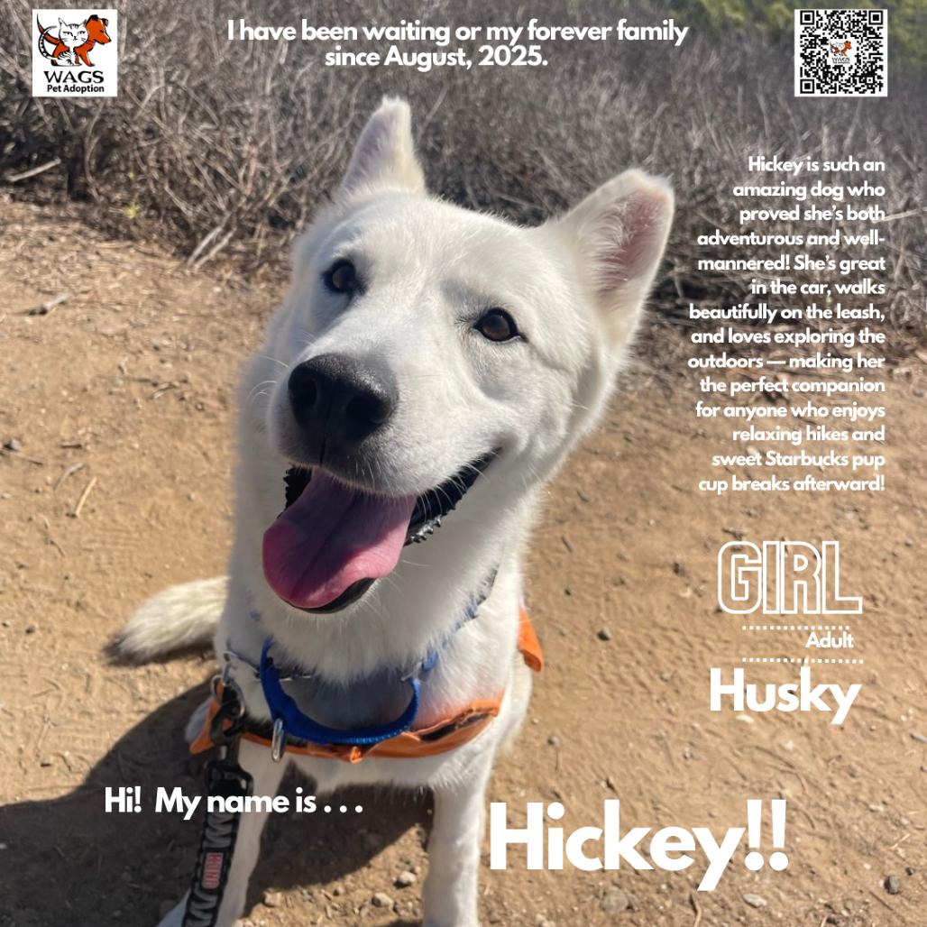 Enlarge Hickey, a Adoptable Husky in Westminster, CA image 1/1