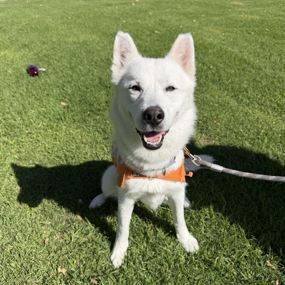 Enlarge Hickey, a Adoptable Husky in Westminster, CA image 3/6