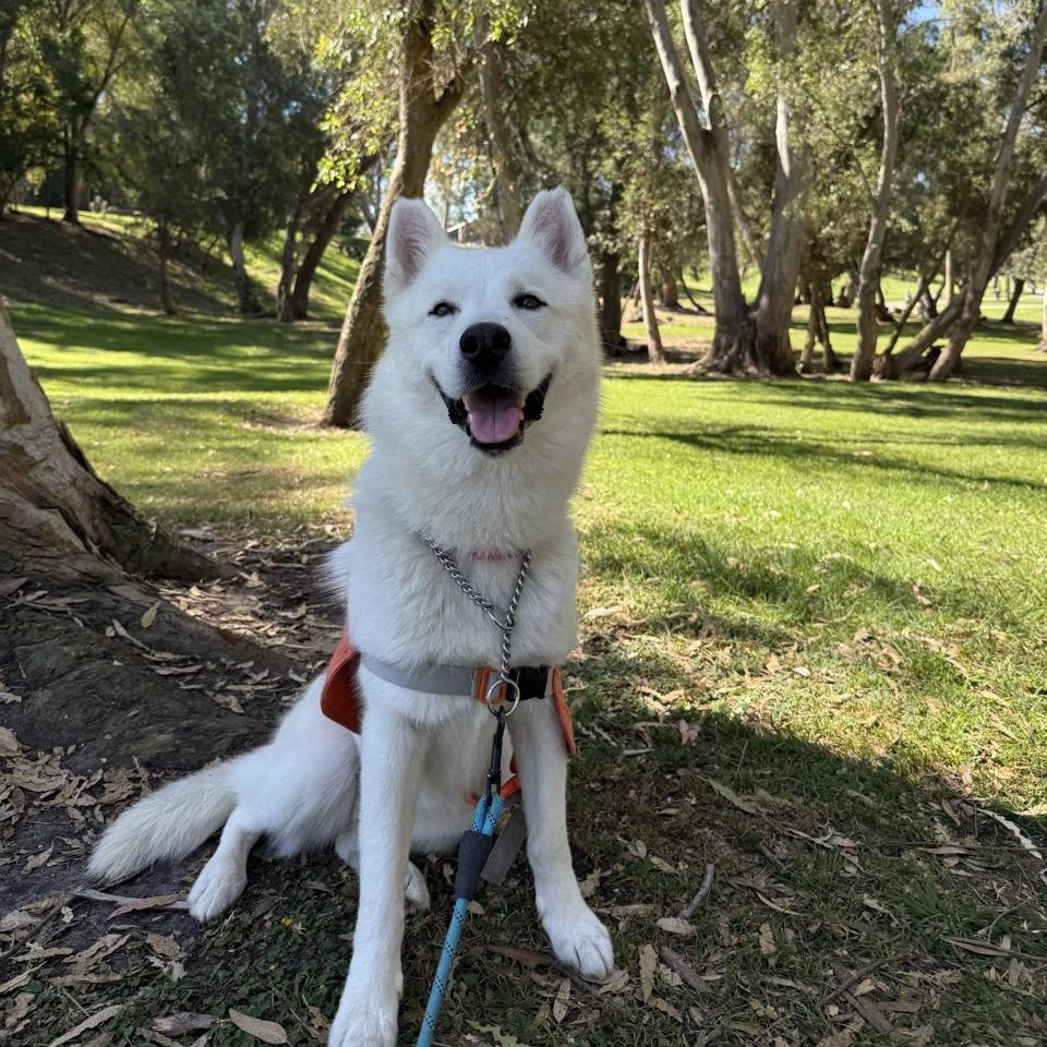 Enlarge Hickey, a Adoptable Husky in Westminster, CA image 4/6