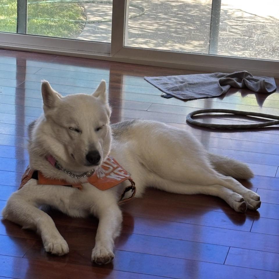 Enlarge Hickey, a Adoptable Husky in Westminster, CA image 5/6