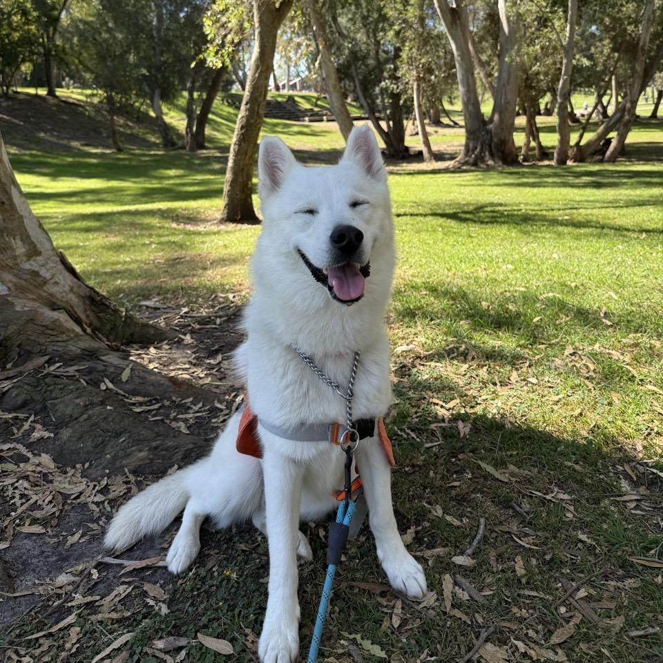 Enlarge Hickey, a Adoptable Husky in Westminster, CA image 6/6