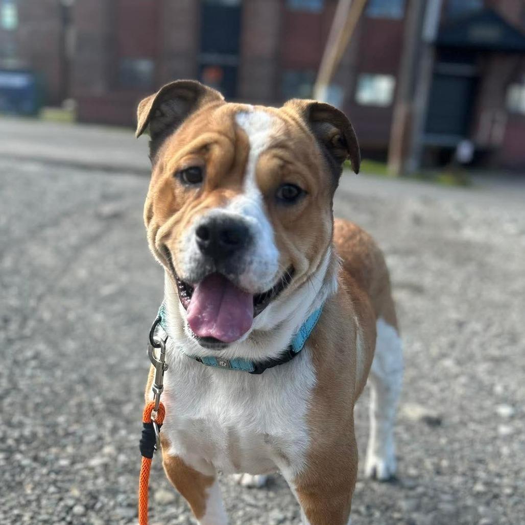Enlarge Scrunchie, a Adoptable mixed breed in Tacoma, WA image 1/1