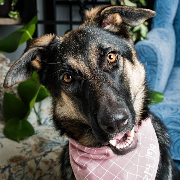Twinkle Toes, Adoptable, Young Female German Shepherd Dog.
