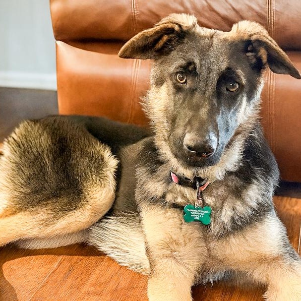 Twinkle Toes, Adoptable, Young Female German Shepherd Dog.