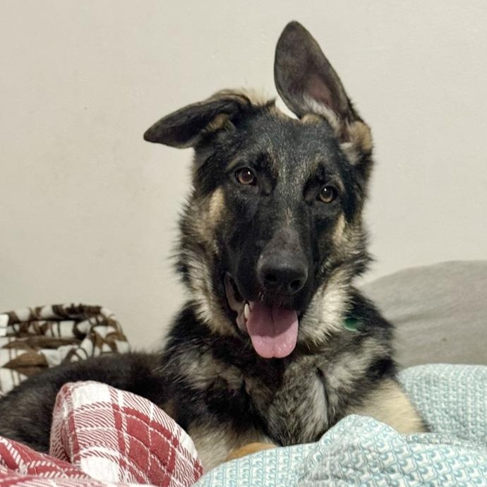 Twinkle Toes, a Adoptable German Shepherd Dog in Toledo, OH image 2/4