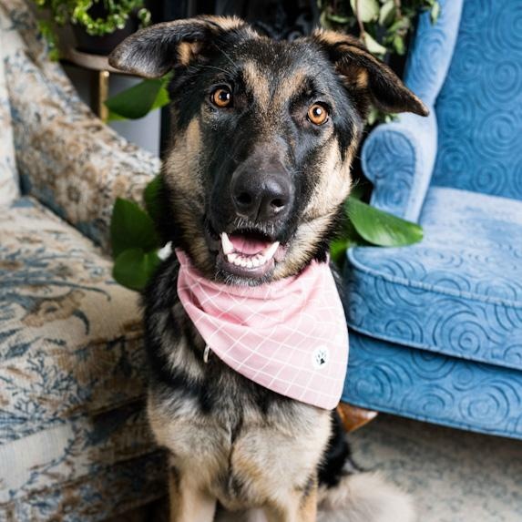 Enlarge Twinkle Toes, a Adoptable German Shepherd Dog in Toledo, OH image 2/2