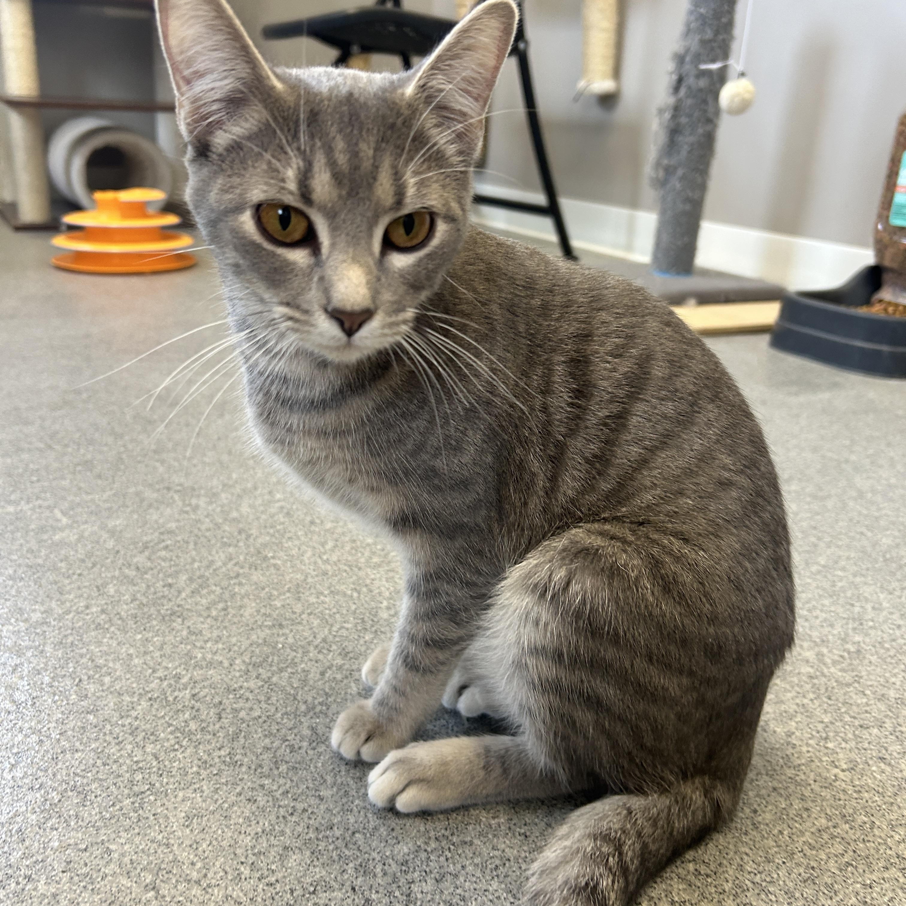 Pebble, ADOPTABLE, Young Female American Shorthair.