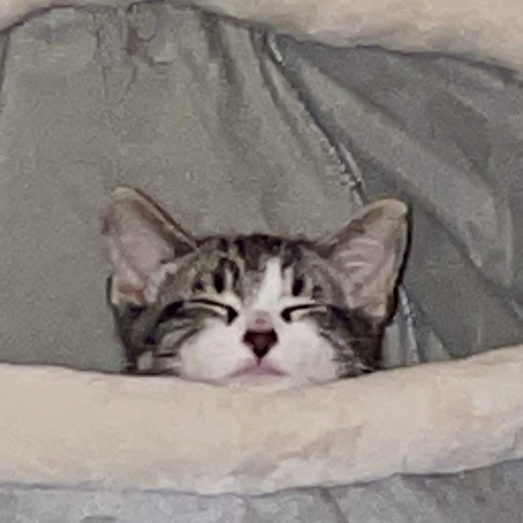 Deacon, Adoptable, Kitten Male Domestic Short Hair.