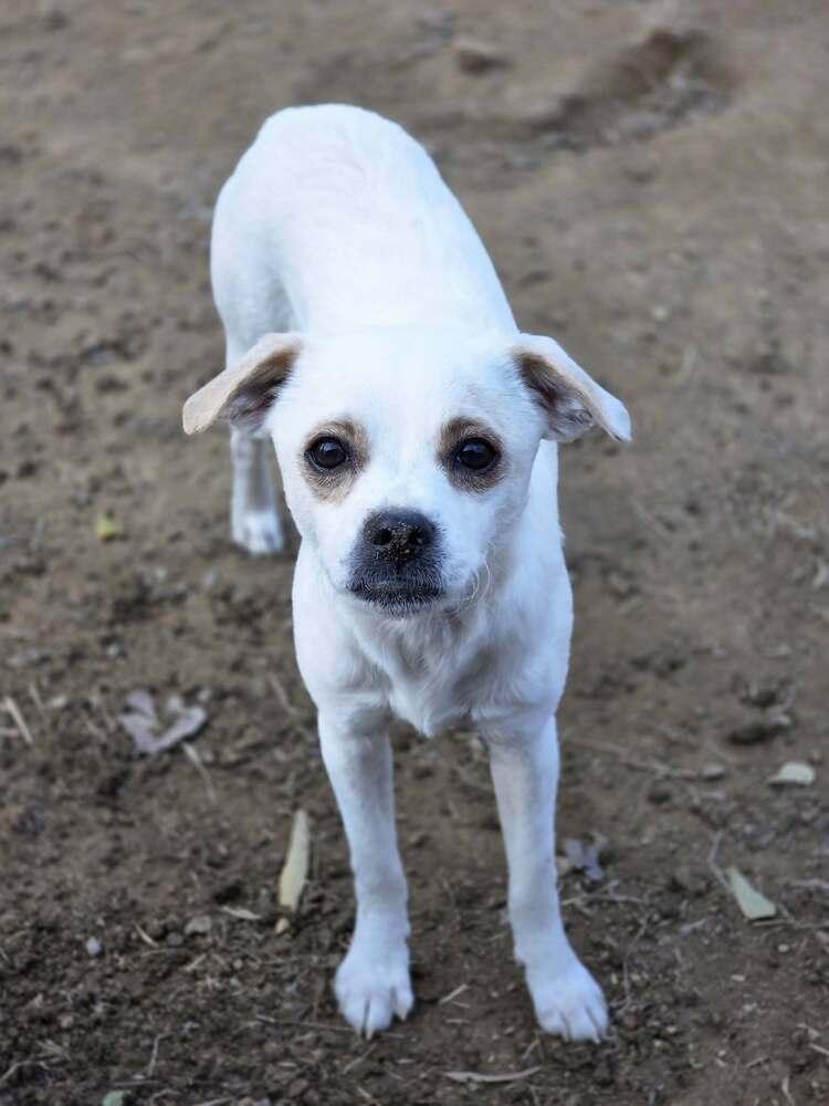 Dewey, Adoptable, Puppy Male Chihuahua.