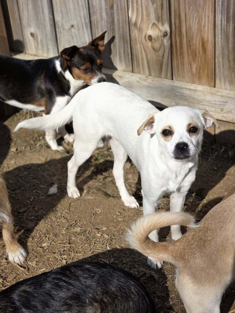 Enlarge Dewey, a Adoptable mixed breed in Chattanooga, TN image 2/3