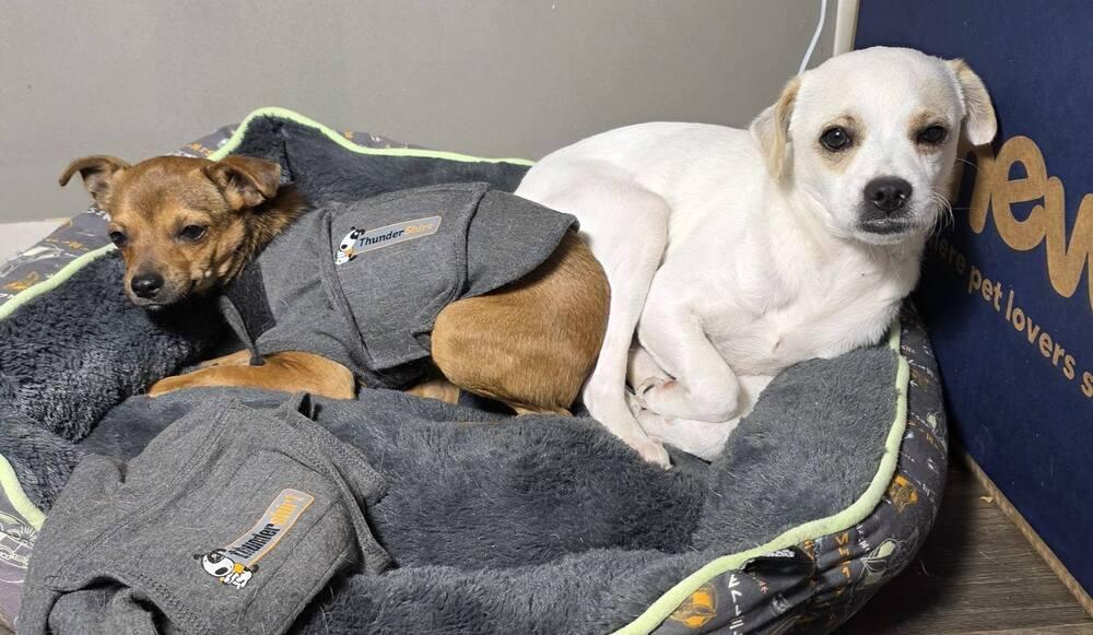 Enlarge Dewey, a Adoptable mixed breed in Chattanooga, TN image 3/3