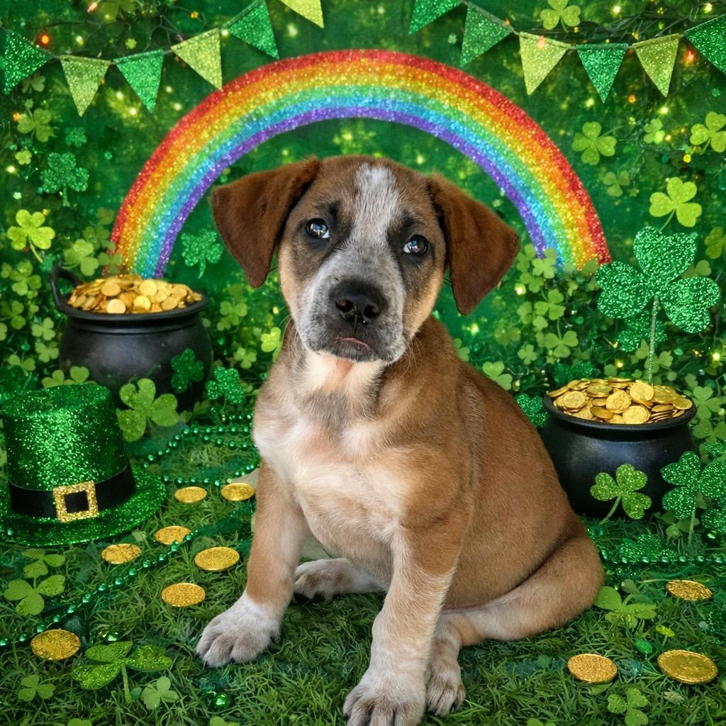 Reese, a Adoptable mixed breed in Seven Points, TX image 1/2