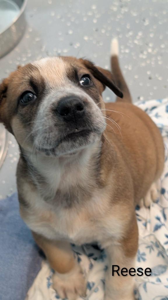 Reese, a Adoptable mixed breed in Seven Points, TX image 2/2