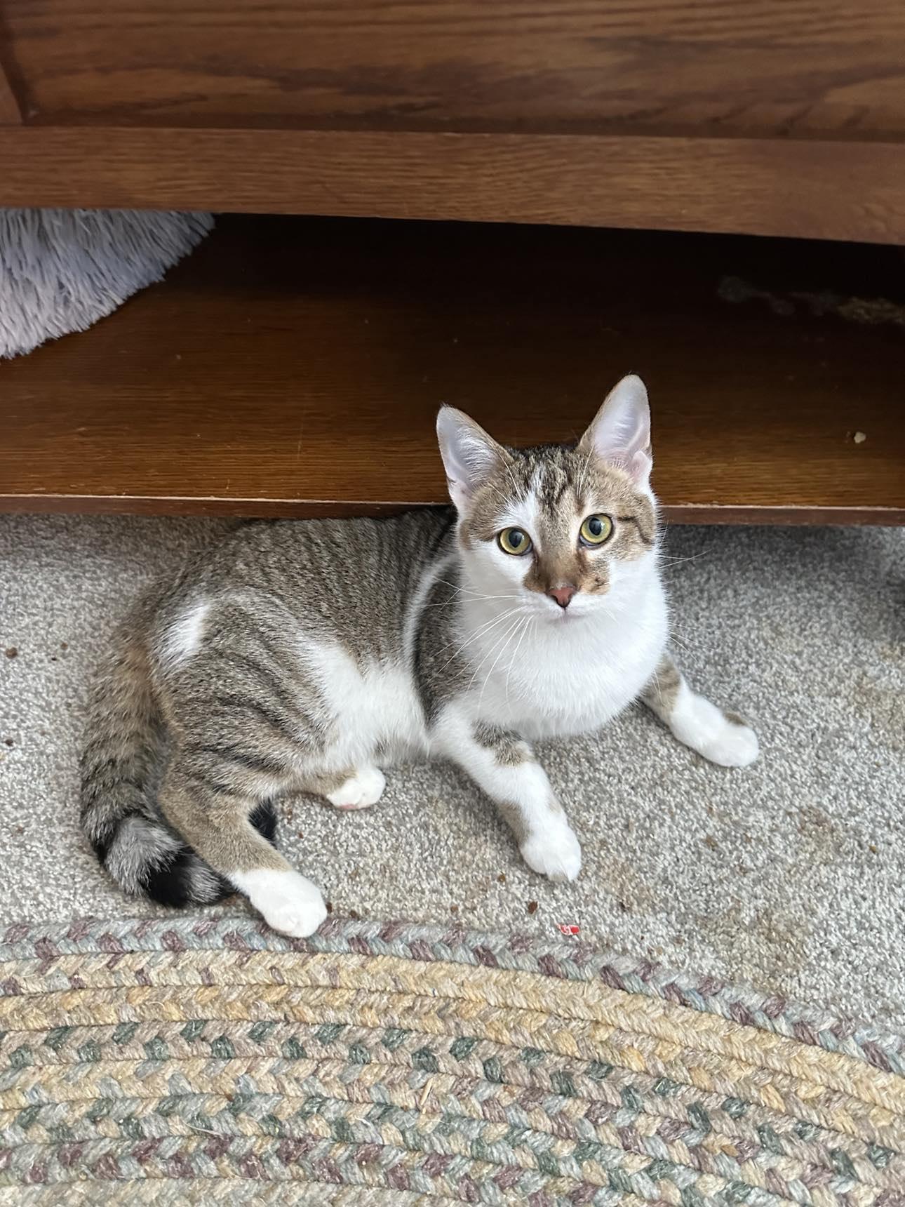 Sol Star, Adopted, Young Male Tabby & Domestic Short Hair.