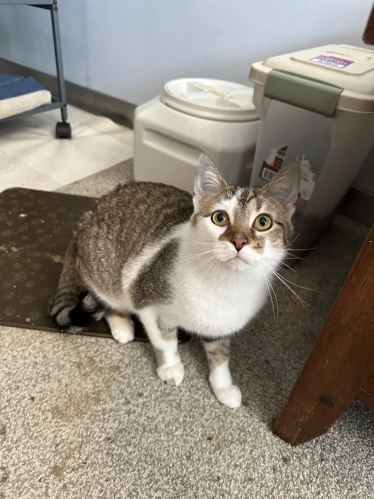 Sol Star, a Adopted mixed breed in Cincinnati, OH image 2/3