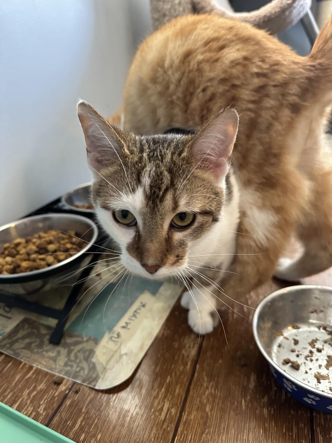 Sol Star, a Adopted mixed breed in Cincinnati, OH image 3/3