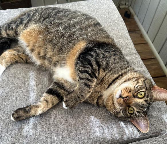 Cilu, an adoptable Domestic Short Hair, Tiger in Lake Monroe, FL, 32747 | Photo Image 3