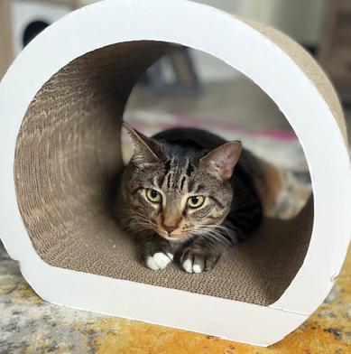 Cilu, a Adoptable mixed breed in Lake Monroe, FL image 4/5