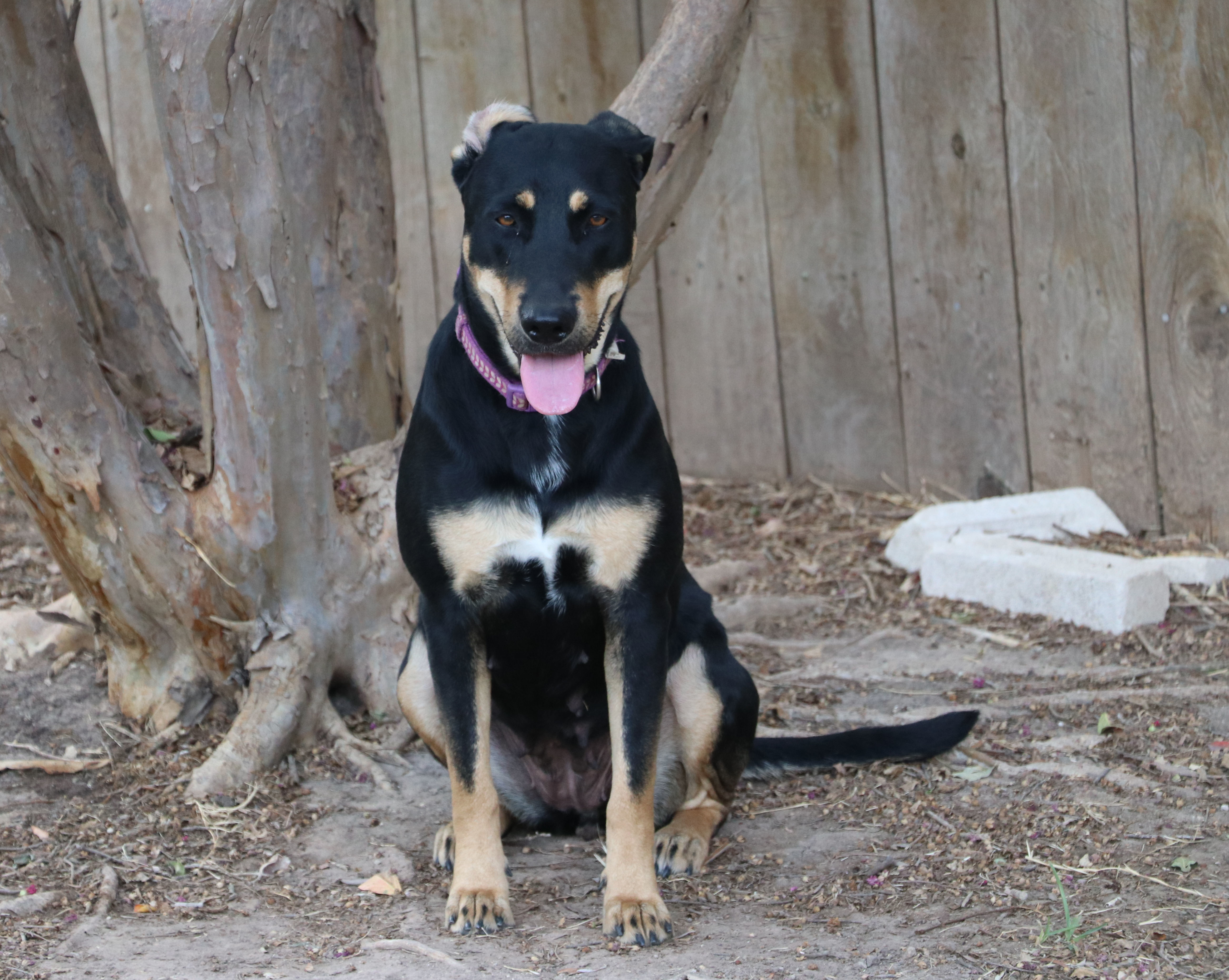 Enlarge Luna MK, a Adoptable Labrador Retriever in Pflugerville, TX image 11/13