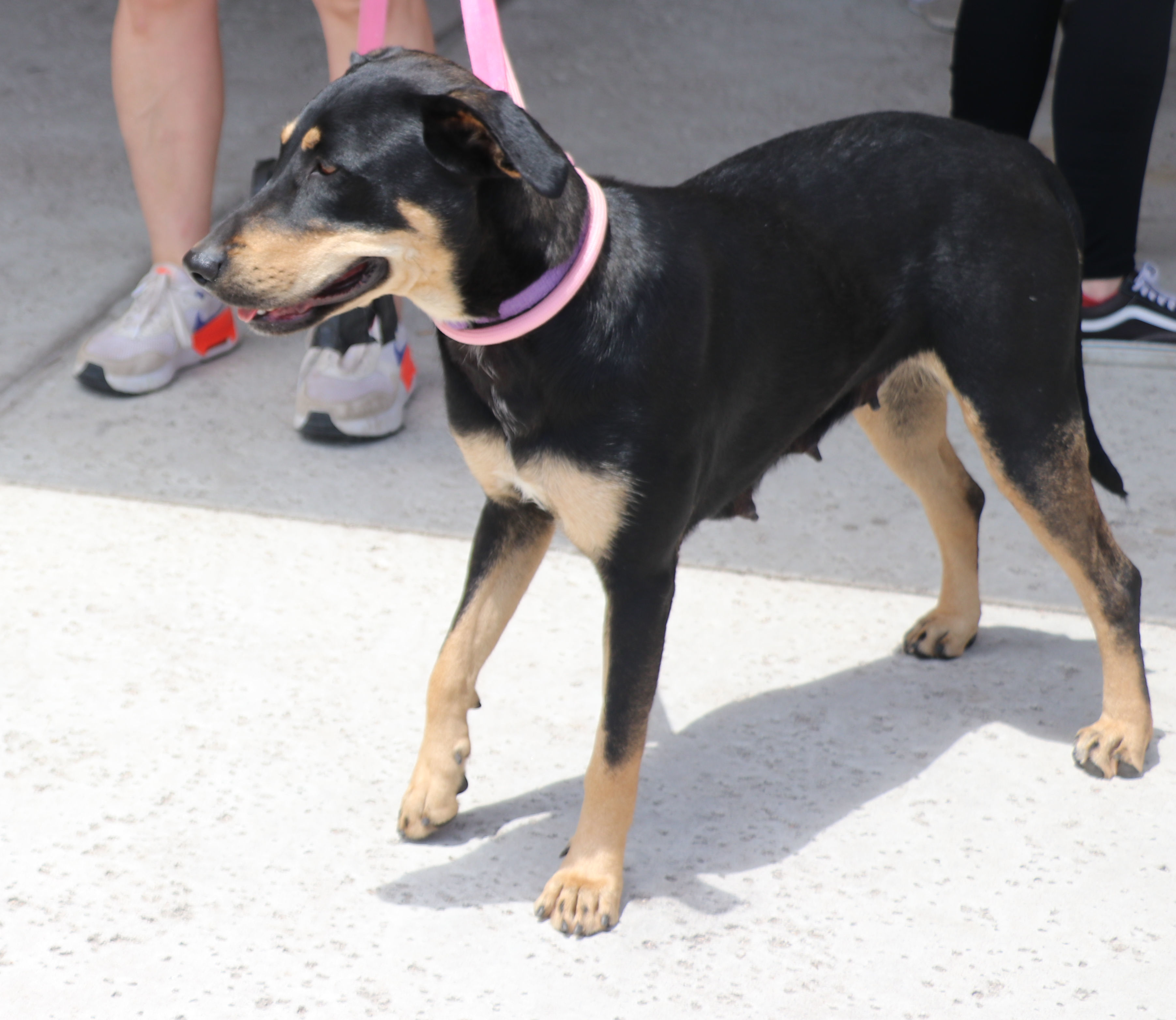 Enlarge Luna MK, a Adoptable Labrador Retriever in Pflugerville, TX image 12/13
