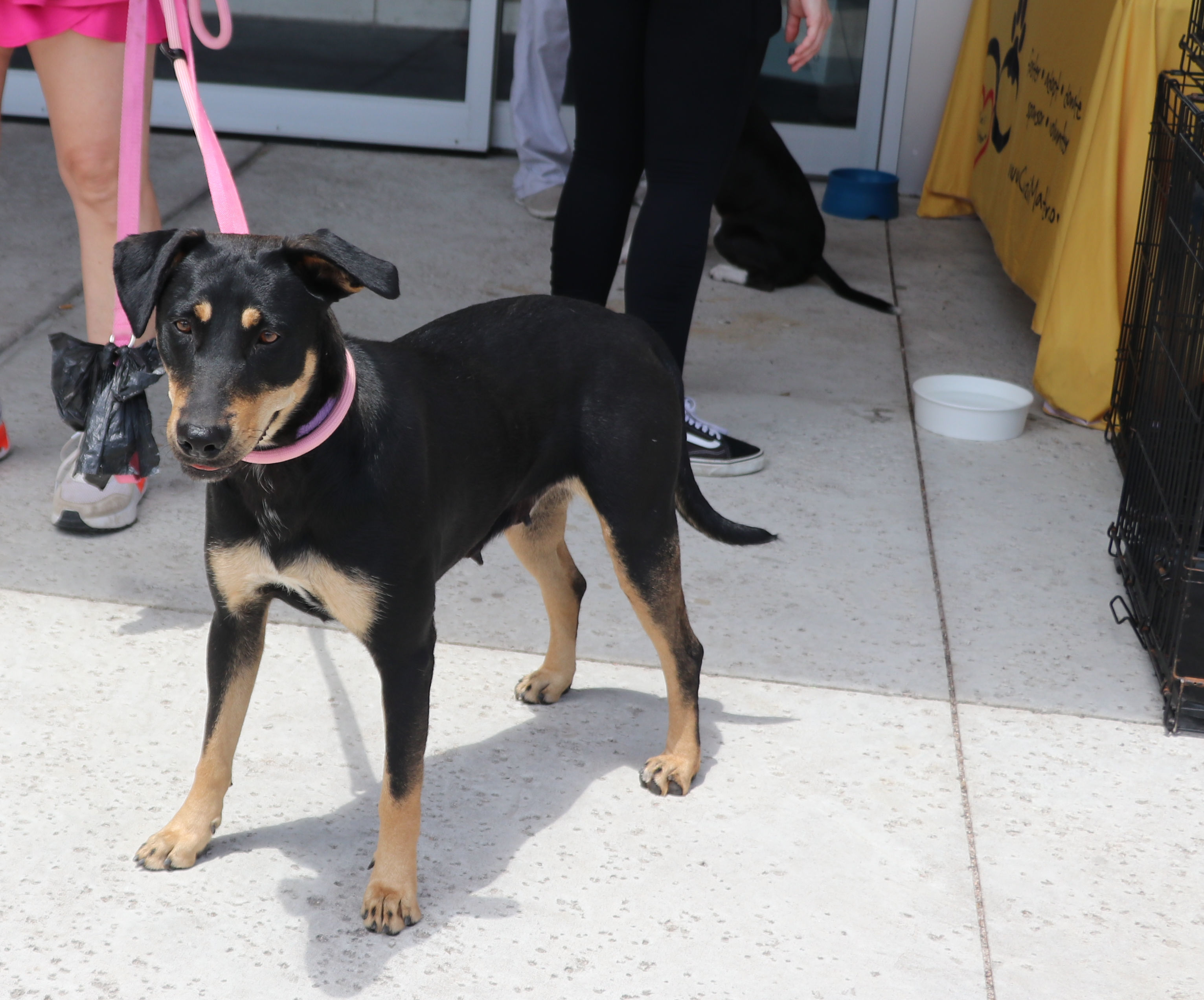 Enlarge Luna MK, a Adoptable Labrador Retriever in Pflugerville, TX image 9/13